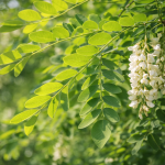 Frunza de salcâm (Robinia pseudoacacia)