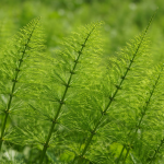Coada-calului (Equisetum arvense)