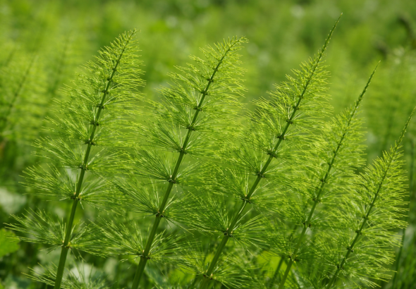 Coada-calului (Equisetum arvense)