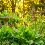Pătlagină Plantago major Plantago lanceolata