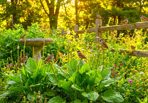 Pătlagină Plantago major Plantago lanceolata