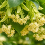 Tei (Tilia cordata Tilia platyphyllos)