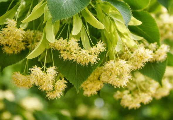 Tei (Tilia cordata Tilia platyphyllos)