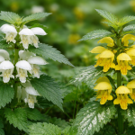 Urzică moartă (Lamium album) flori albe ,Urzică moartă galbenă (Lamium galeobdolon) flori galbene