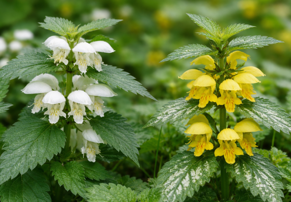 Urzică moartă (Lamium album) flori albe ,Urzică moartă galbenă (Lamium galeobdolon) flori galbene